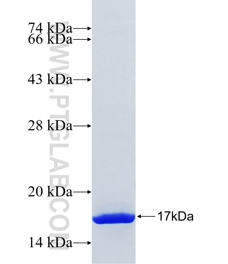 SEC14L4 fusion protein Ag23104 SDS-PAGE