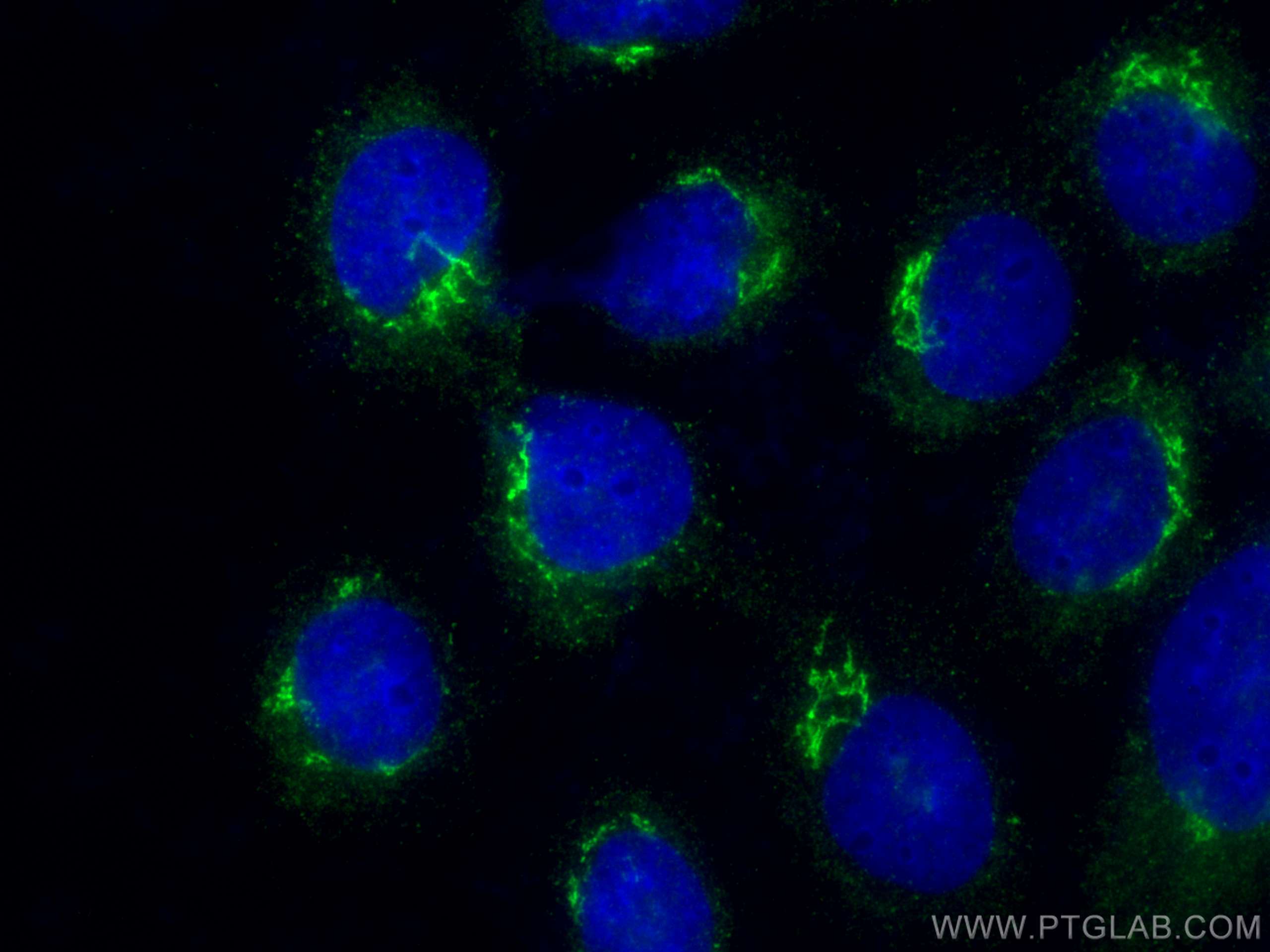Immunofluorescence (IF) / fluorescent staining of A431 cells using SEC16A Polyclonal antibody (20025-1-AP)