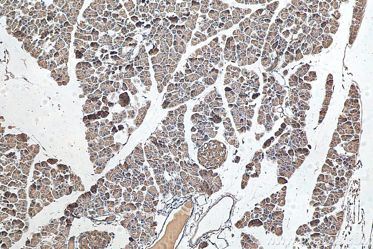 Immunohistochemistry (IHC) staining of mouse pancreas tissue using SEC16A Polyclonal antibody (20025-1-AP)