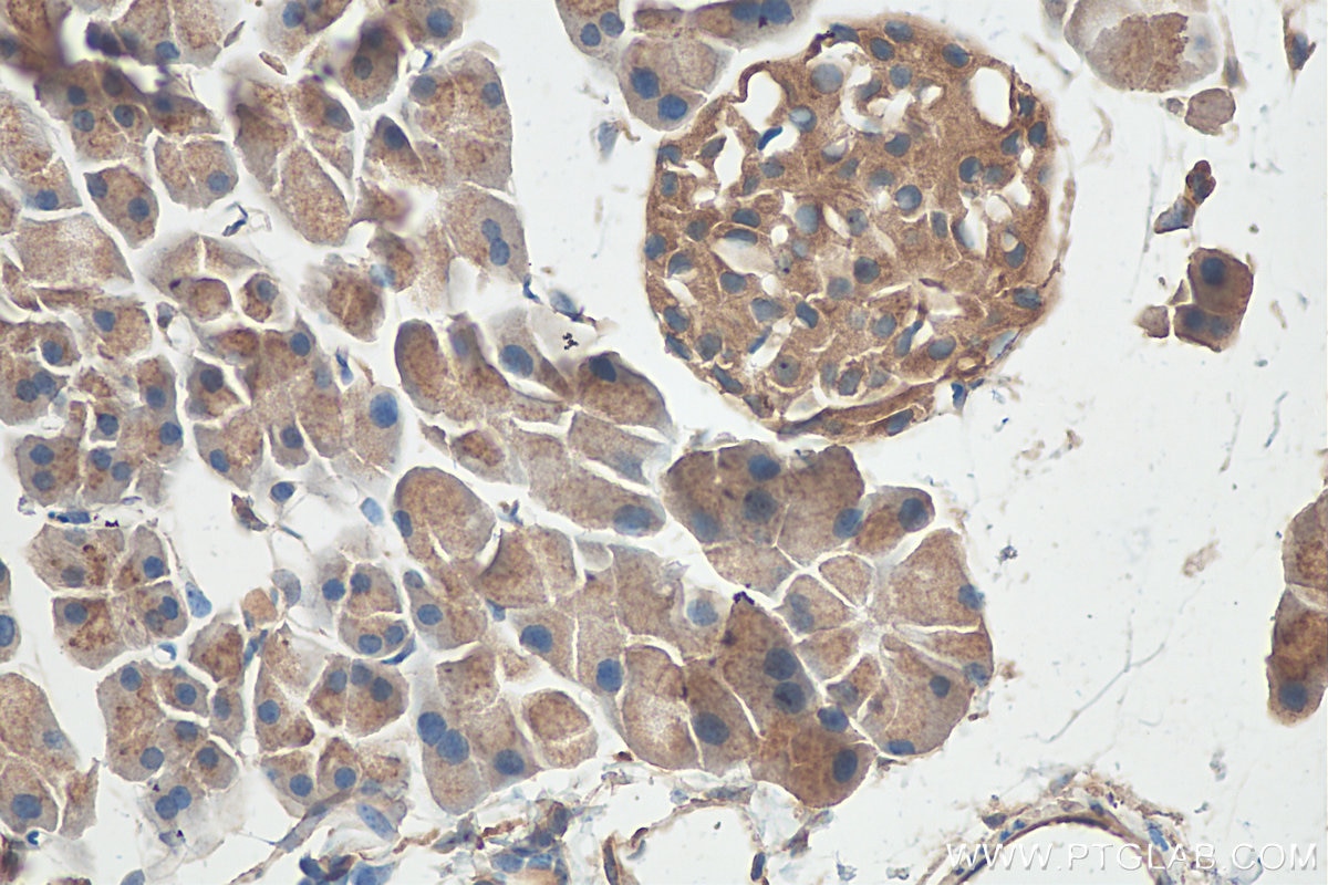 Immunohistochemistry (IHC) staining of mouse pancreas tissue using SEC16A Polyclonal antibody (20025-1-AP)
