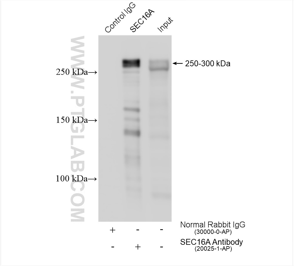 Immunoprecipitation (IP) experiment of HeLa cells using SEC16A Polyclonal antibody (20025-1-AP)