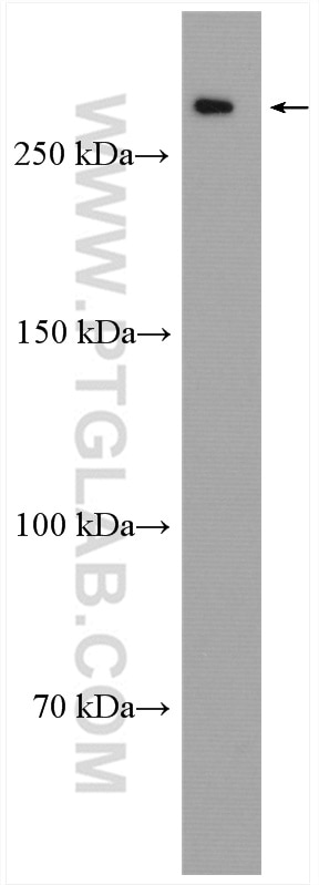 Western Blot (WB) analysis of MCF-7 cells using SEC16A Polyclonal antibody (20025-1-AP)