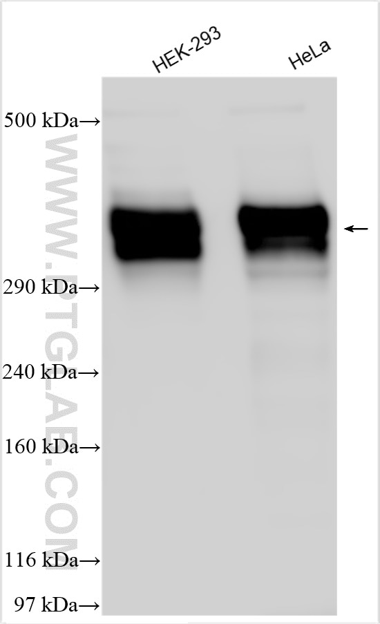 Western Blot (WB) analysis of various lysates using SEC16A Polyclonal antibody (20025-1-AP)