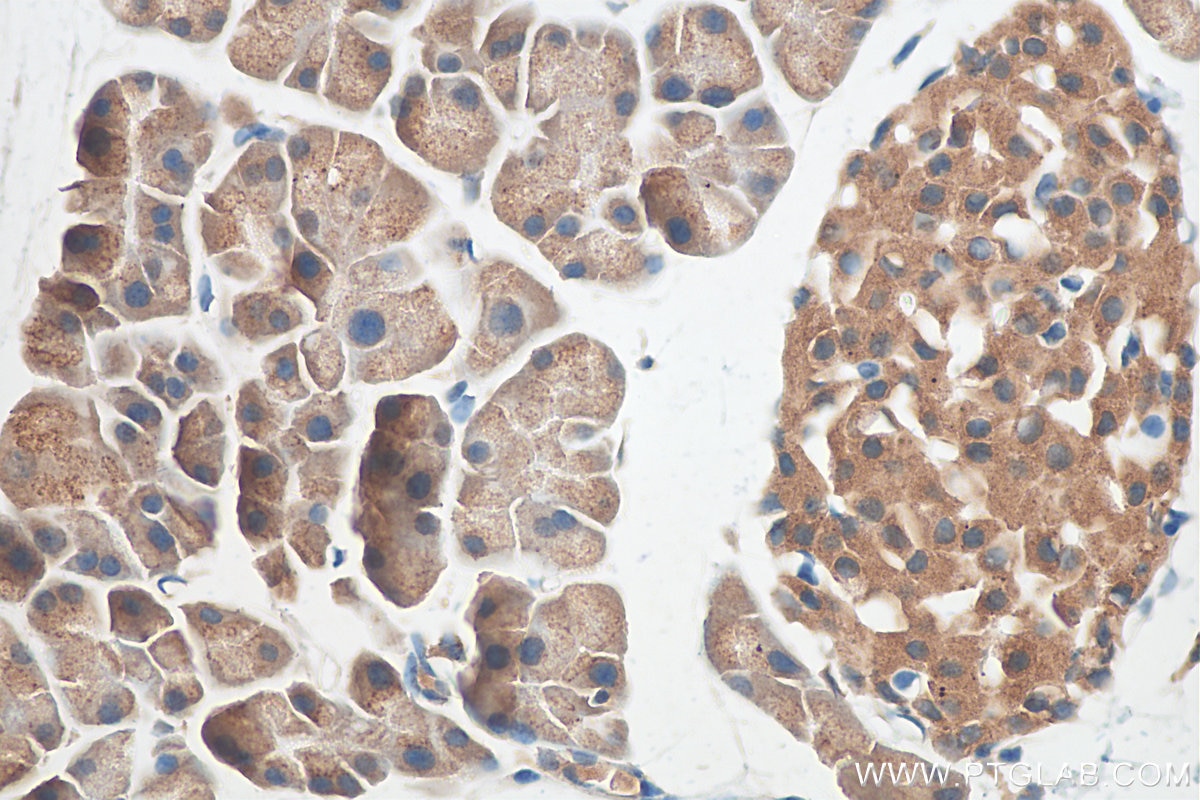 Immunohistochemistry (IHC) staining of mouse pancreas tissue using SEC16A Polyclonal antibody (29417-1-AP)