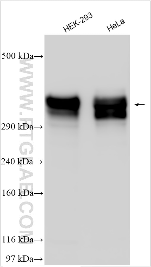 Western Blot (WB) analysis of various lysates using SEC16A Polyclonal antibody (29417-1-AP)