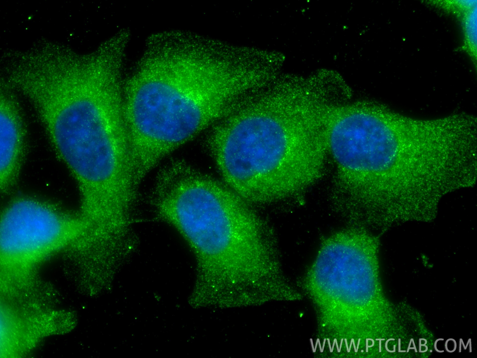 Immunofluorescent analysis of (-20°C Methanol) fixed A431 cells using SEC16A antibody (68493-1-Ig, Clone: 1D9A5 ) at dilution of 1:800 and CoraLite®488-Conjugated Goat Anti-Mouse IgG(H+L) (SA00013-1). Immunofluorescence (IF) / fluorescent staining of A431 cells using SEC16A Monoclonal antibody (68493-1-Ig)