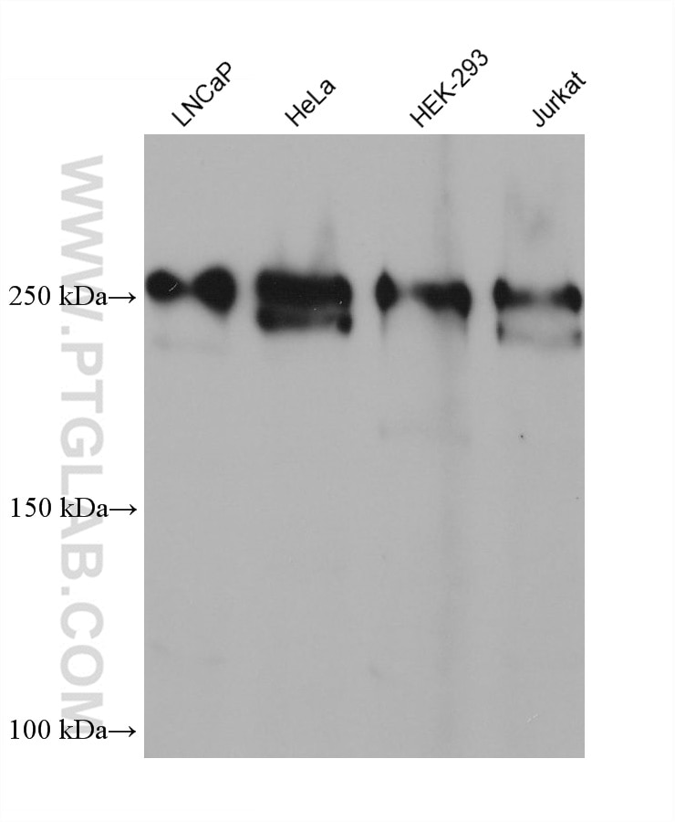 Western Blot (WB) analysis of various lysates using SEC16A Monoclonal antibody (68493-1-Ig)