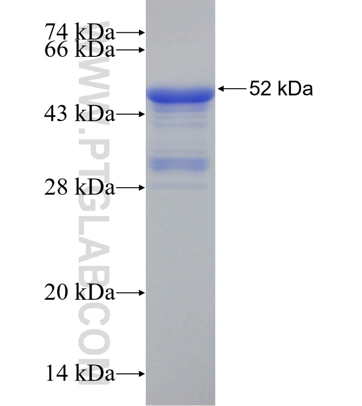SEC16A fusion protein Ag30700 SDS-PAGE