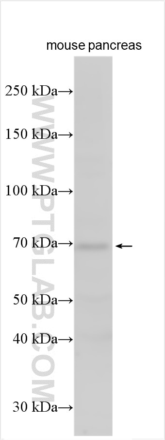 SEC16B