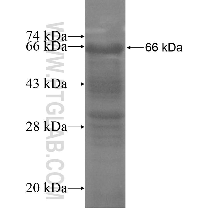 SEC16B fusion protein Ag11173 SDS-PAGE