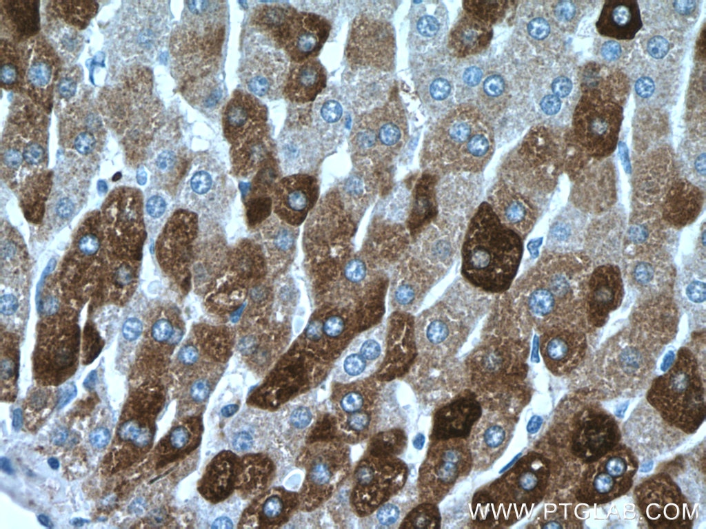 IHC staining of human liver using 14776-1-AP