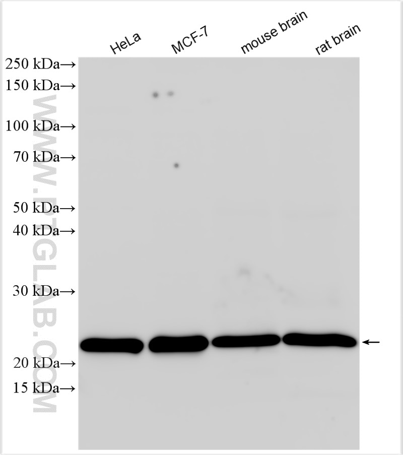 Western Blot (WB) analysis of various lysates using SEC22B Polyclonal antibody (14776-1-AP)
