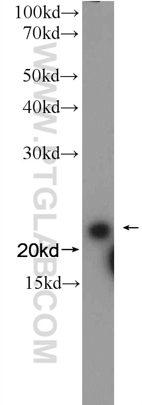 Western Blot (WB) analysis of rat liver tissue using SEC22B Polyclonal antibody (14776-1-AP)