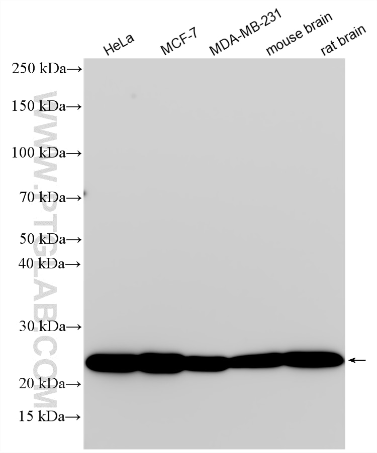 Western Blot (WB) analysis of various lysates using SEC22B Polyclonal antibody (14776-1-AP)