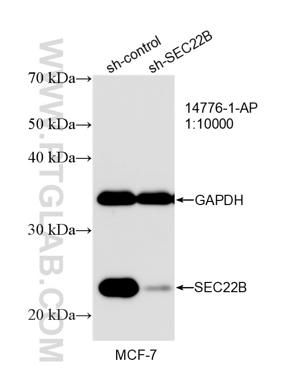 Western Blot (WB) analysis of MCF-7 cells using SEC22B Polyclonal antibody (14776-1-AP)
