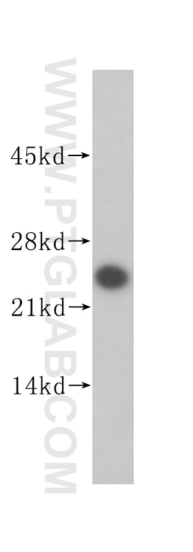 Western Blot (WB) analysis of HeLa cells using SEC22B Polyclonal antibody (14776-1-AP)