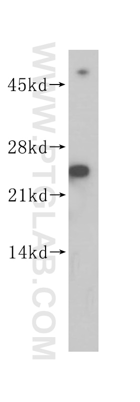 Western Blot (WB) analysis of MCF-7 cells using SEC22B Polyclonal antibody (14776-1-AP)