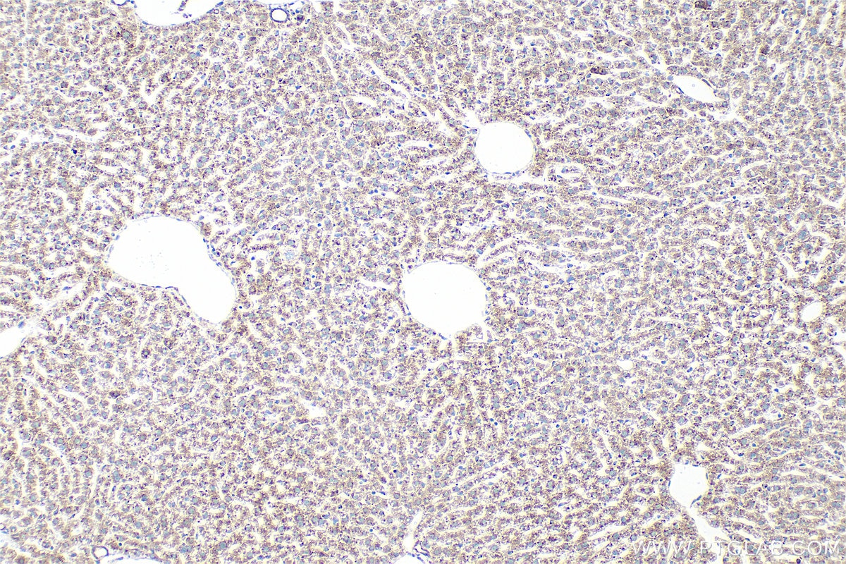 Immunohistochemical analysis of paraffin-embedded mouse liver tissue slide using 85037-5-RR (SEC22B antibody) at dilution of 1:1000 (under 10x lens). Heat mediated antigen retrieval with Tris-EDTA buffer (pH 9.0). Immunohistochemistry (IHC) staining of mouse liver tissue using SEC22B Recombinant monoclonal antibody (85037-5-RR)
