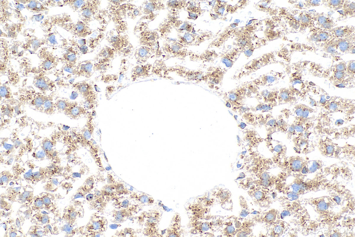 Immunohistochemical analysis of paraffin-embedded mouse liver tissue slide using 85037-5-RR (SEC22B antibody) at dilution of 1:1000 (under 40x lens). Heat mediated antigen retrieval with Tris-EDTA buffer (pH 9.0). Immunohistochemistry (IHC) staining of mouse liver tissue using SEC22B Recombinant monoclonal antibody (85037-5-RR)