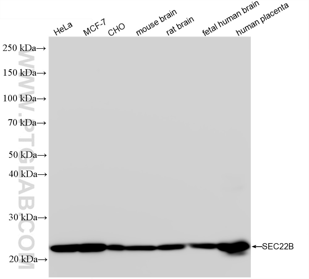 Western Blot (WB) analysis of various lysates using SEC22B Recombinant antibody (85037-5-RR)