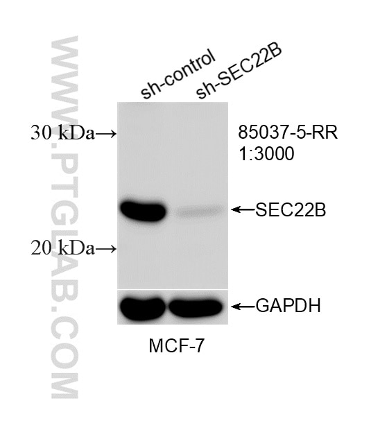 Western Blot (WB) analysis of MCF-7 cells using SEC22B Recombinant monoclonal antibody (85037-5-RR)
