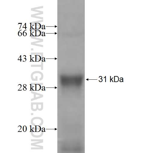 SEC22B fusion protein Ag6077 SDS-PAGE
