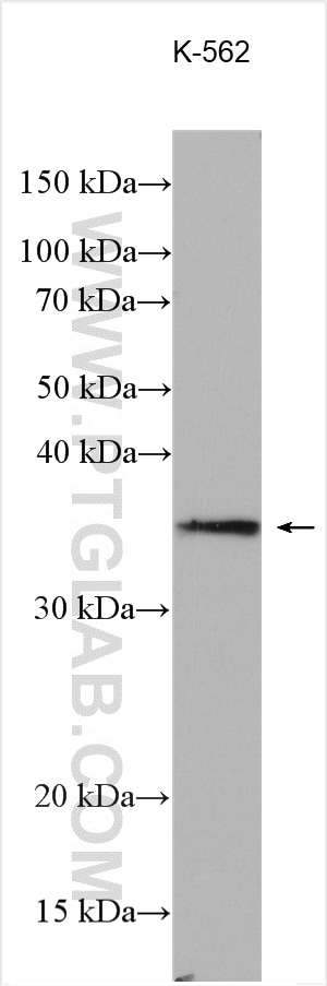 Western Blot (WB) analysis of various lysates using SEC22C Polyclonal antibody (28078-1-AP)