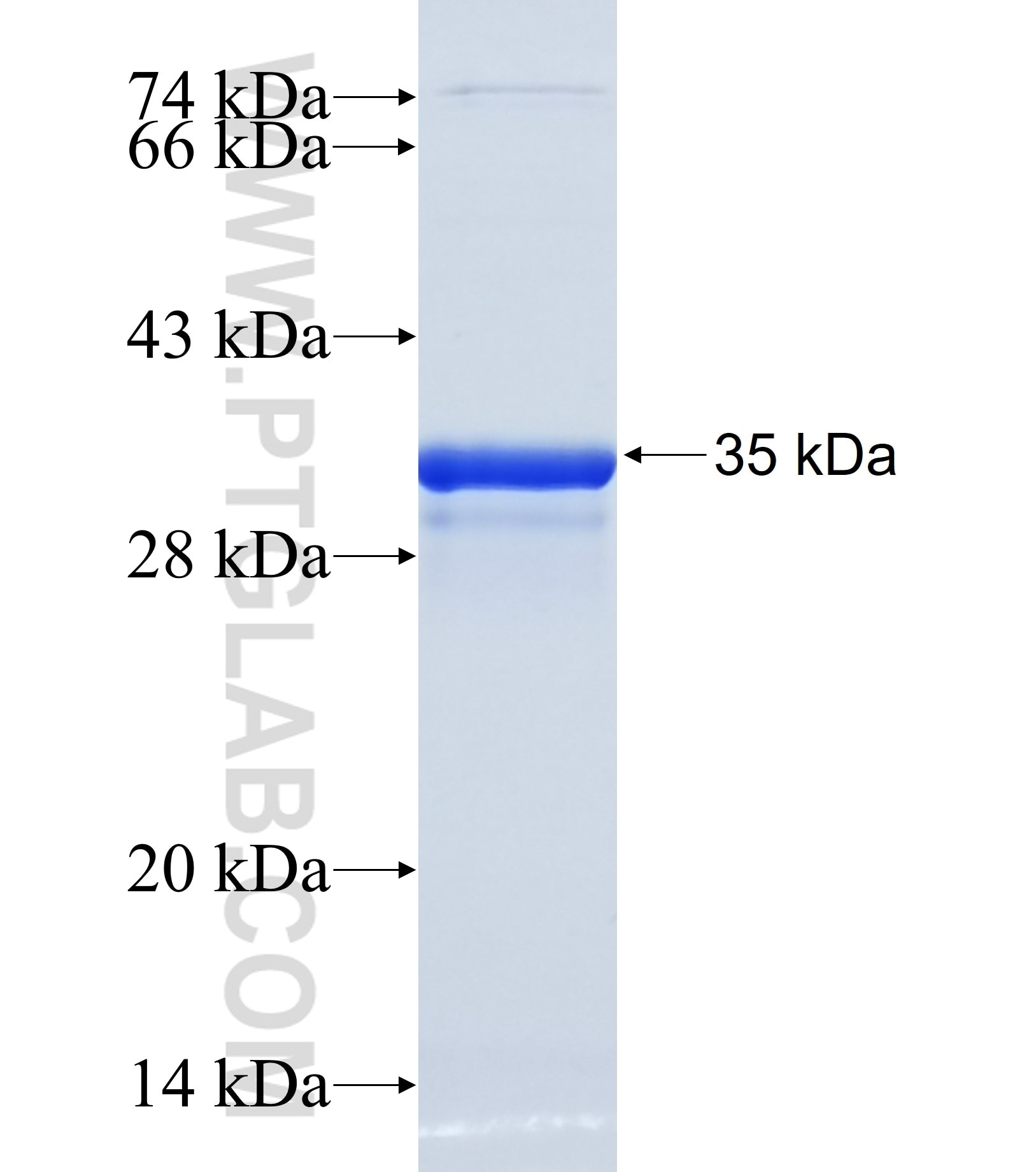 SEC23A fusion protein Ag33185 SDS-PAGE SEC23A fusion protein Ag33185 SDS-PAGE