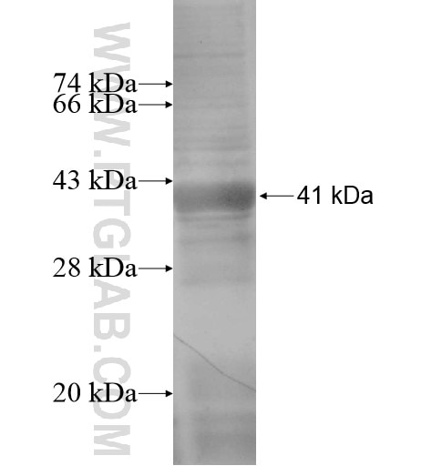 SEC23A fusion protein Ag13641 SDS-PAGE