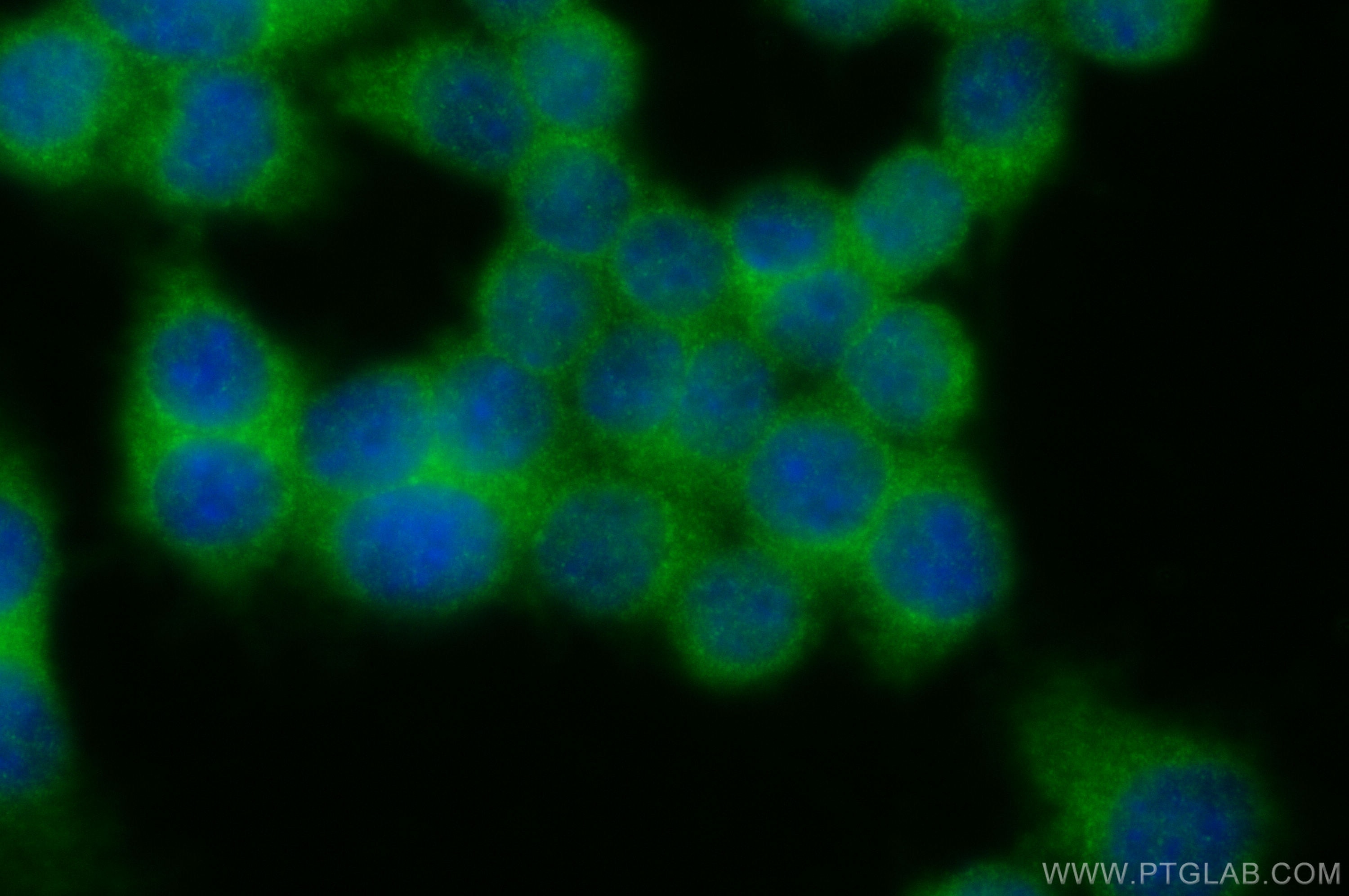 Immunofluorescence (IF) / fluorescent staining of RAW 264.7 cells using SEC23B Polyclonal antibody (30510-1-AP)