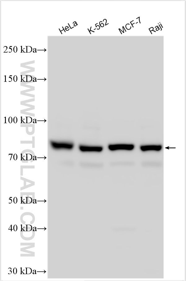 Western Blot (WB) analysis of various lysates using SEC23B Polyclonal antibody (30510-1-AP)