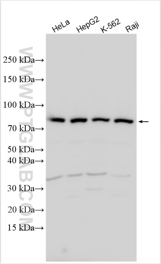 Western Blot (WB) analysis of various lysates using SEC23B Polyclonal antibody (32278-1-AP)