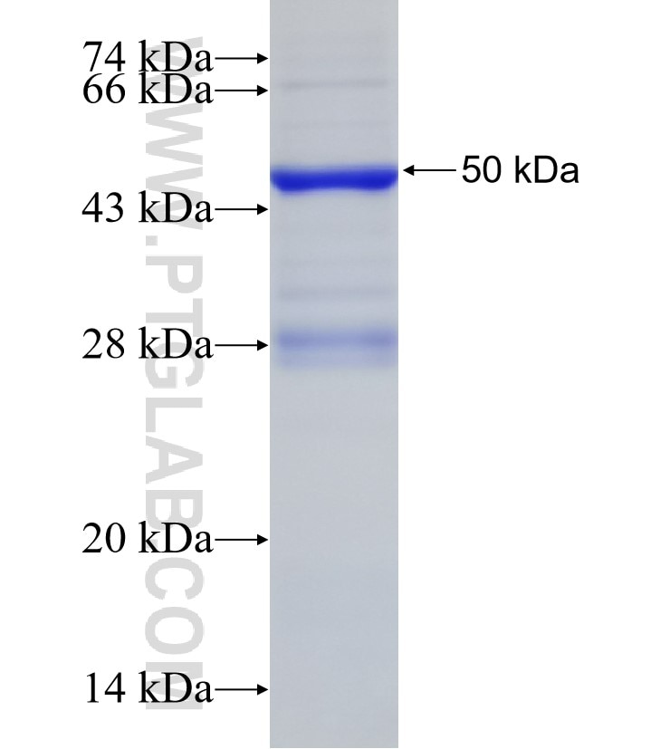 SEC23B fusion protein Ag33302 SDS-PAGE