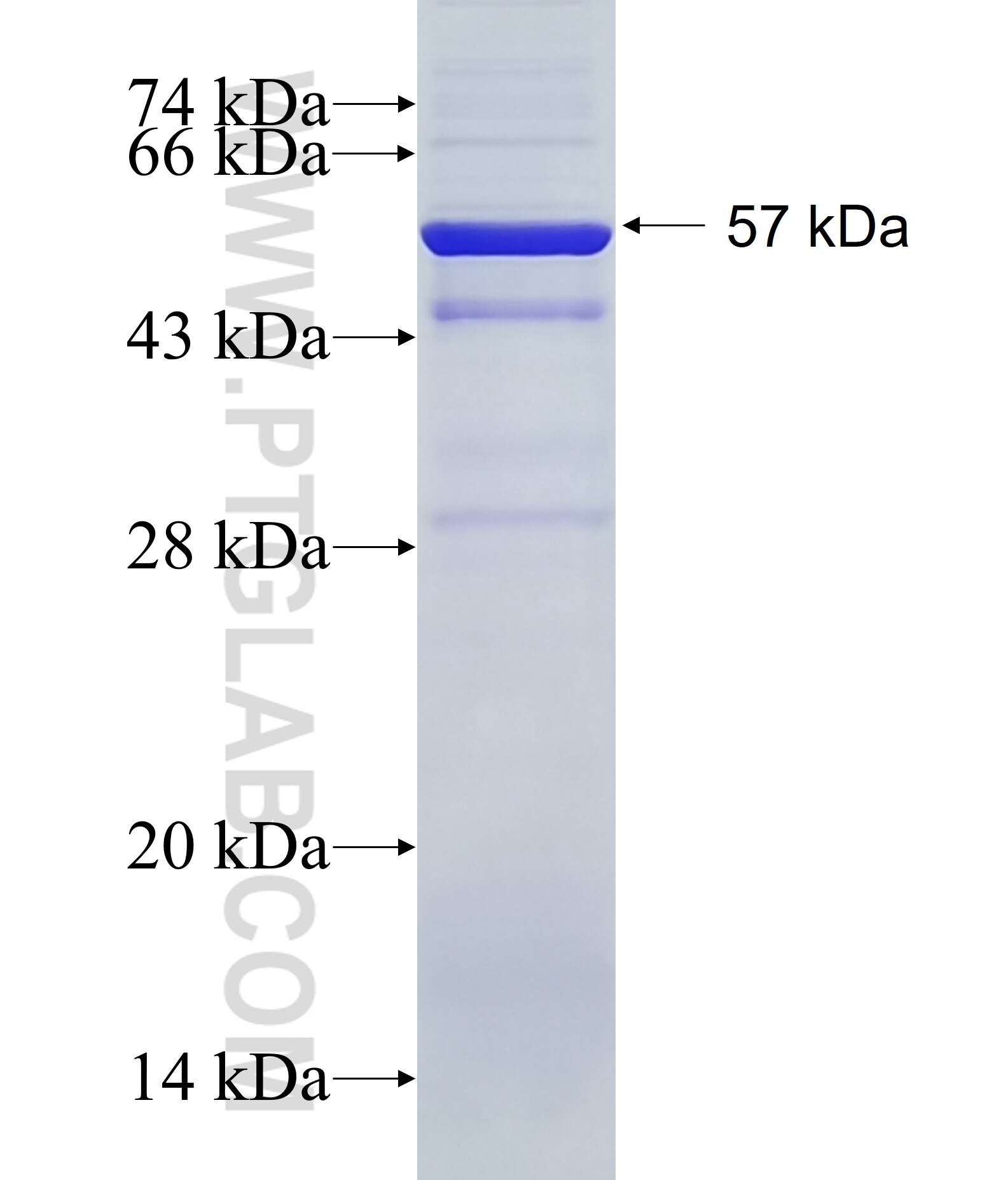 SEC23B fusion protein Ag35557 SDS-PAGE