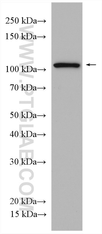 Western Blot (WB) analysis of mouse kidney tissue using SEC23IP Polyclonal antibody (20892-1-AP)