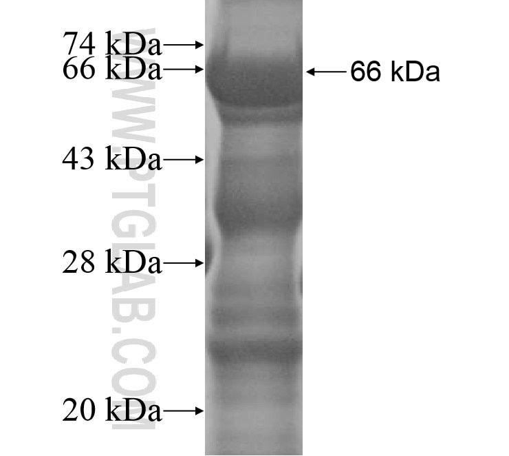 SEC23IP fusion protein Ag14916 SDS-PAGE