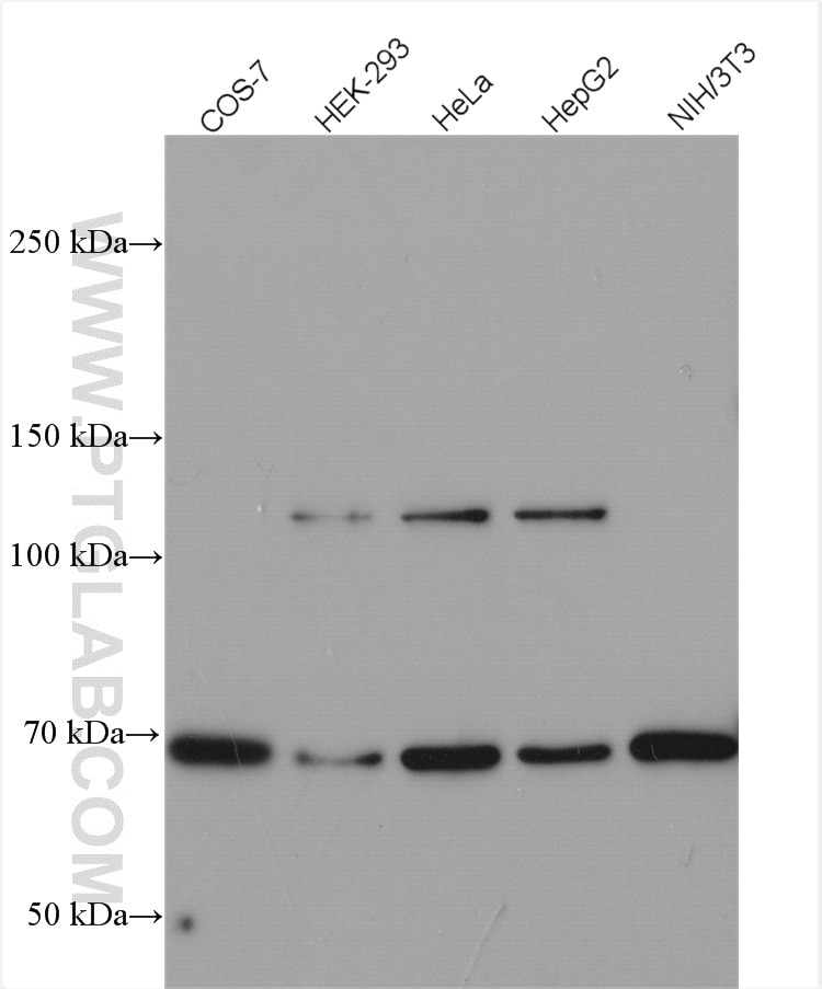 Western Blot (WB) analysis of various lysates using SEC24A Polyclonal antibody (15958-1-AP)