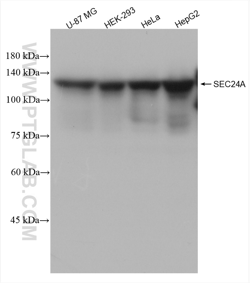 Western Blot (WB) analysis of various lysates using SEC24A Recombinant antibody (82908-1-RR)