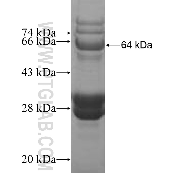 SEC24A fusion protein Ag8723 SDS-PAGE