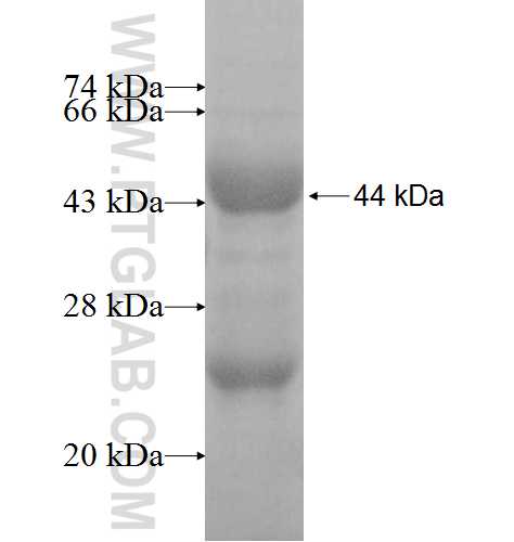 SEC24A fusion protein Ag8926 SDS-PAGE