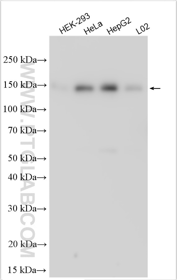 Western Blot (WB) analysis of various lysates using SEC24B Polyclonal antibody (32225-1-AP)
