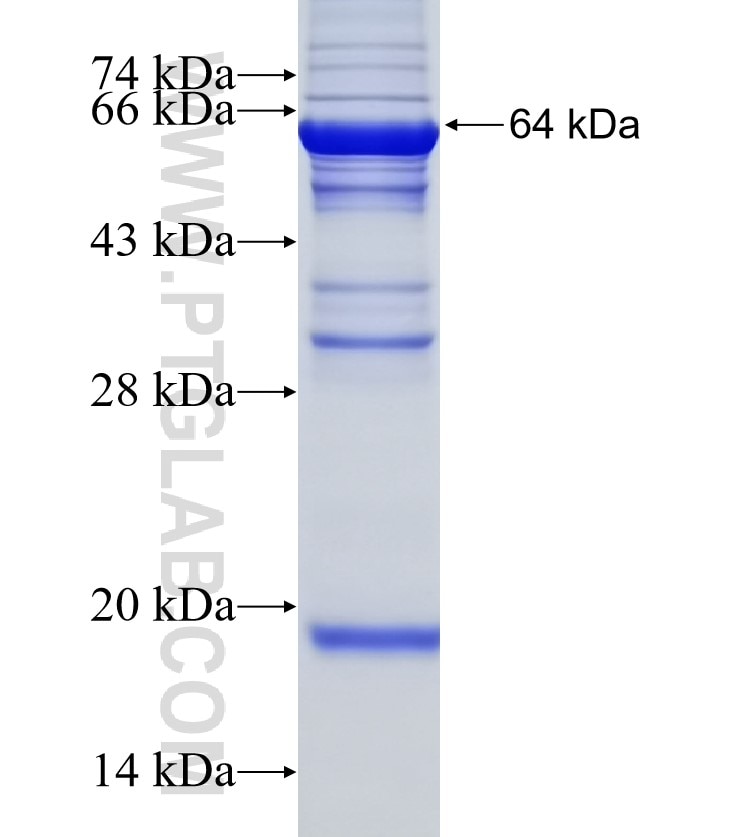 SEC24C fusion protein Ag9030 SDS-PAGE