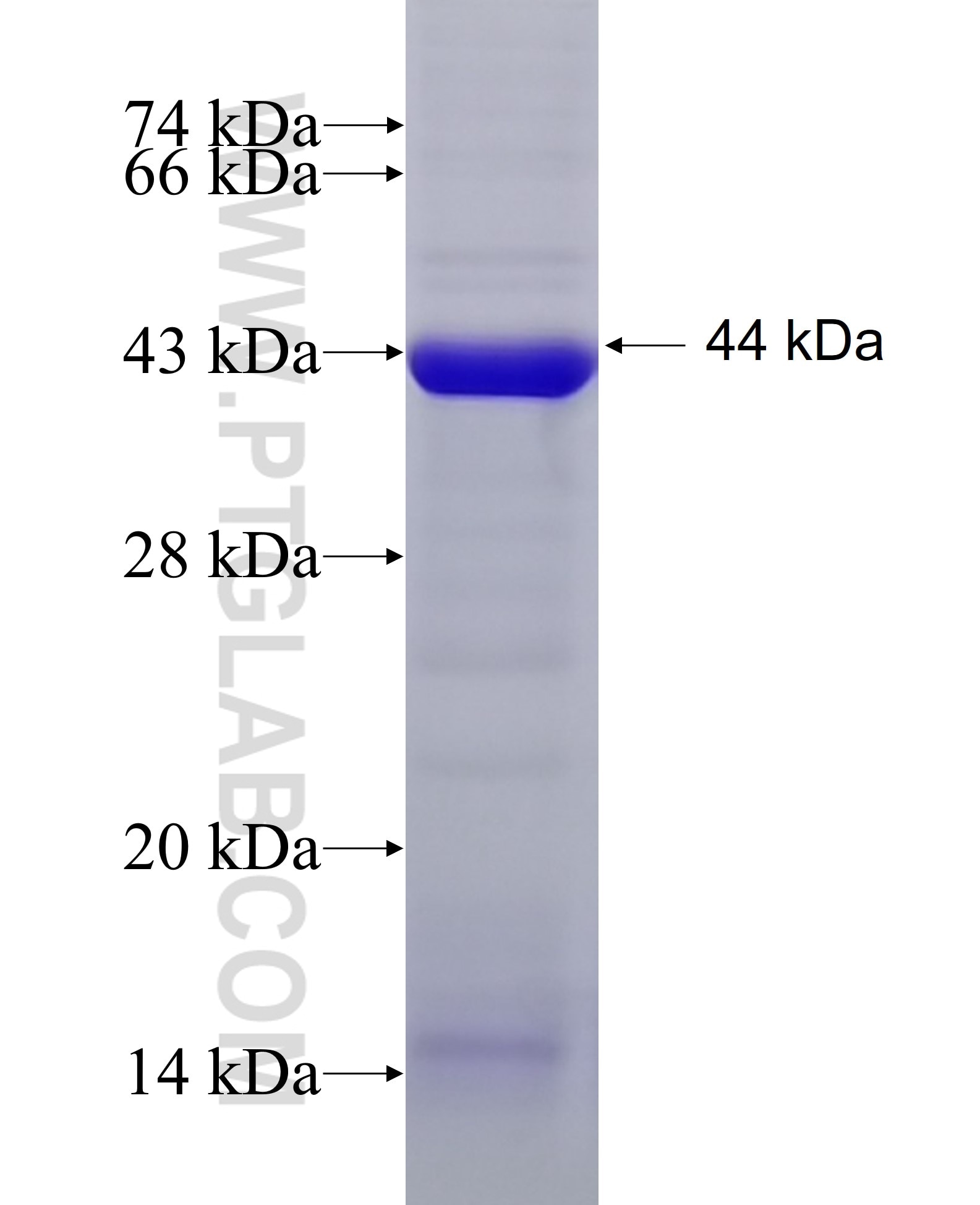 SEC24C fusion protein Ag9055 SDS-PAGE