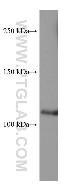Western Blot (WB) analysis of Jurkat cells using SEC24D Monoclonal antibody (67409-1-Ig)