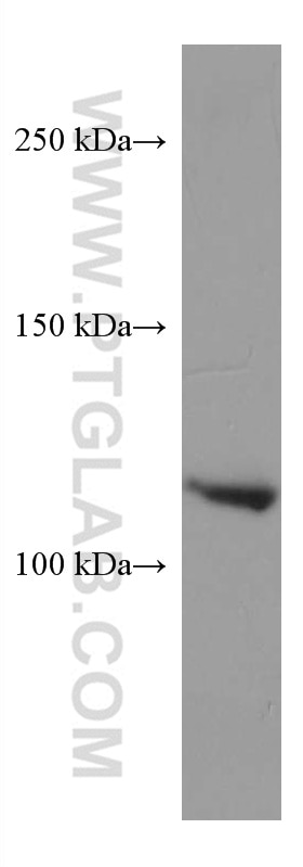 Western Blot (WB) analysis of HepG2 cells using SEC24D Monoclonal antibody (67409-1-Ig)
