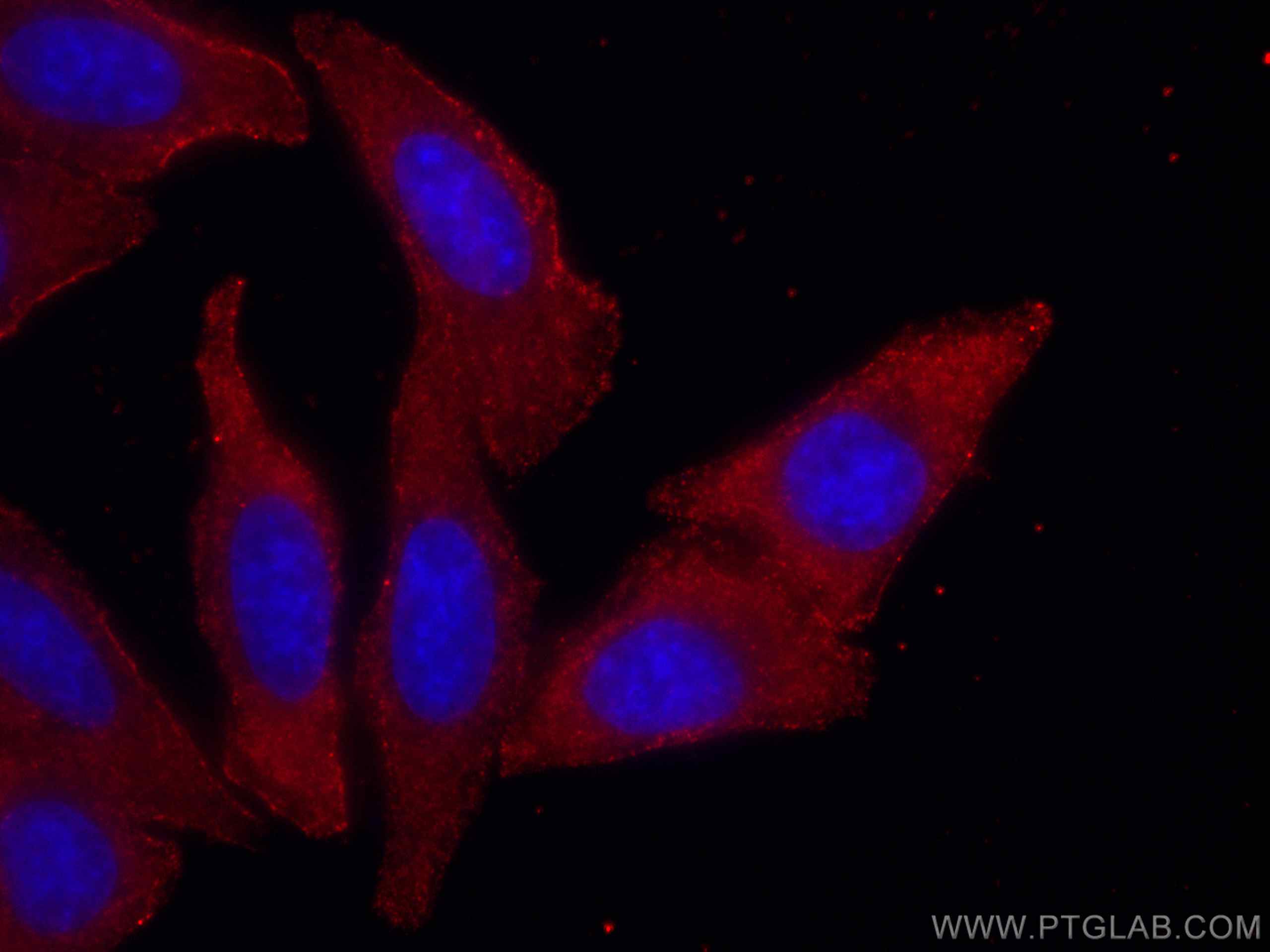 Immunofluorescence (IF) / fluorescent staining of HepG2 cells using CoraLite®594-conjugated SEC24D Monoclonal antibody (CL594-67409)