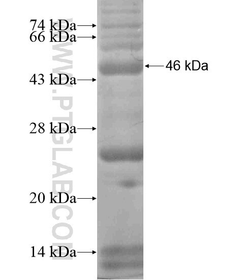 SEC24D fusion protein Ag19246 SDS-PAGE
