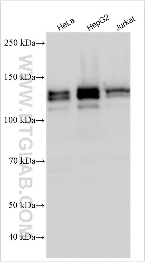 Western Blot (WB) analysis of various lysates using SEC31A Polyclonal antibody (17913-1-AP)