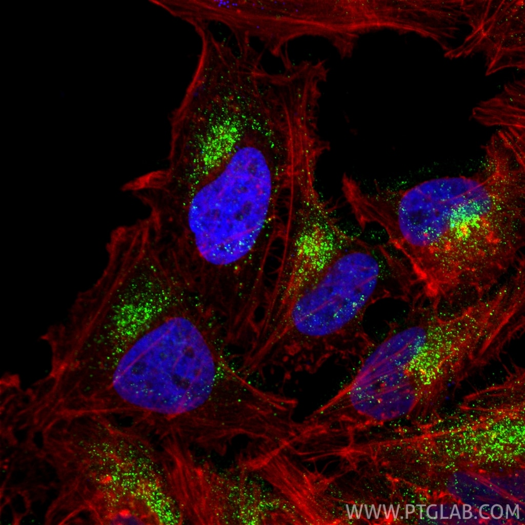 Immunofluorescent analysis of (4% PFA) fixed HeLa cells using SEC31A antibody (84942-4-RR, Clone: 242531E2 ) at dilution of 1:1000 and CoraLite®488-Conjugated Goat Anti-Rabbit IgG(H+L) (SA00013-2), CoraLite®594-Phalloidin (red). Immunofluorescence (IF) / fluorescent staining of HeLa cells using SEC31A Recombinant monoclonal antibody (84942-4-RR)