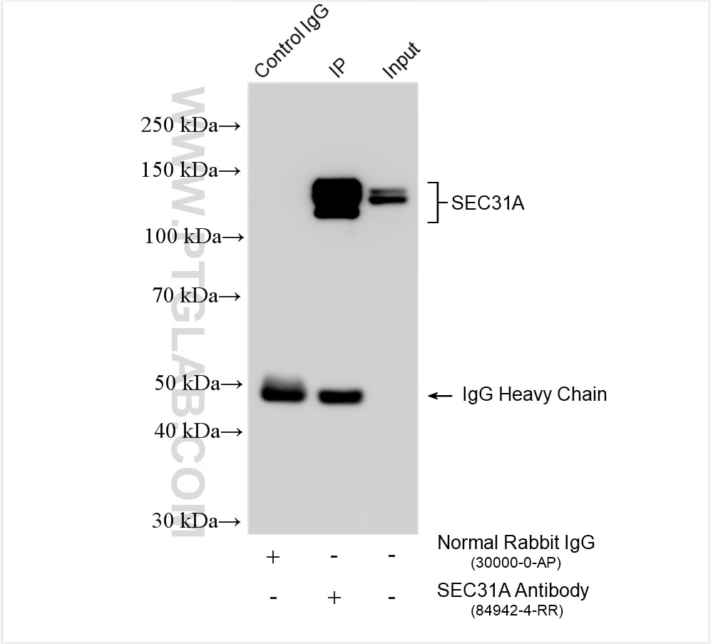Immunoprecipitation (IP) experiment of HeLa cells using SEC31A Recombinant antibody (84942-4-RR)